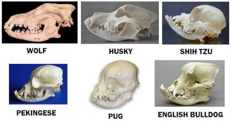 pekingese skull