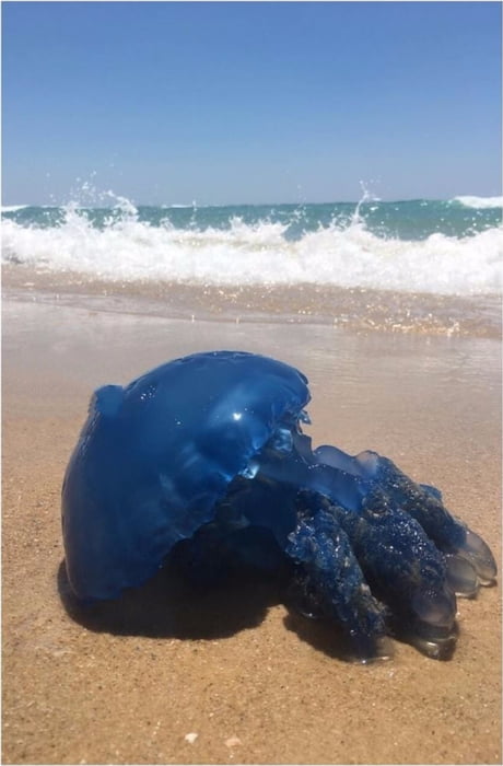 A Blue Jellyfish Found On A Coast Of The Mediterranean Sea 9gag