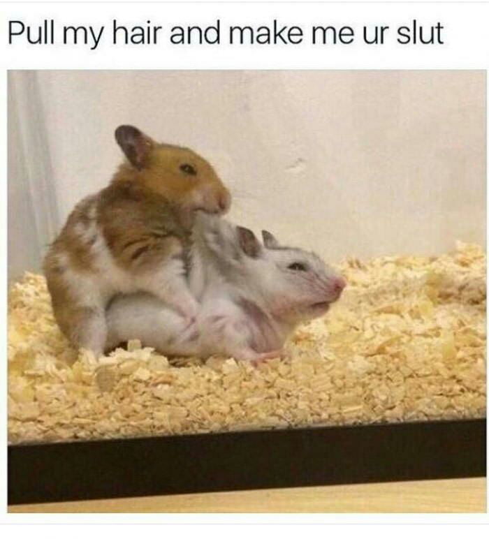 XHamsters I guess - 9GAG