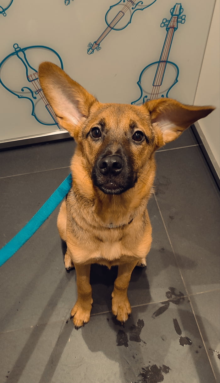 Say Hello To My Very First Derpy Doggo Never Been Happier 9GAG say-hello-to-my-very-first-derpy-doggo-never-been-happier-9gag