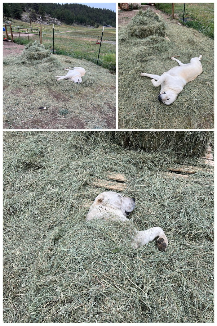 “Guard Dog” 9GAG