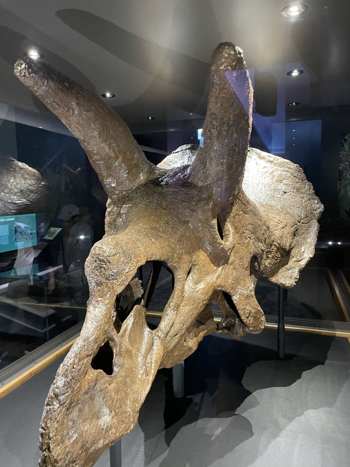 The King Of Their Ceratopsians: Triceratops! Triceratops Were One Of ...