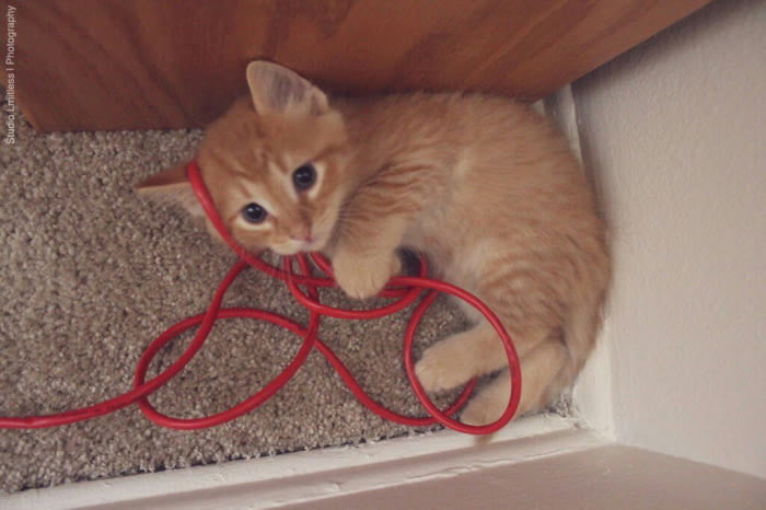 I got fired. Here's a cat.