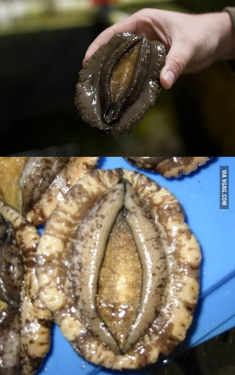 No dirty mind needed. I give you Abalone edible snail . I can