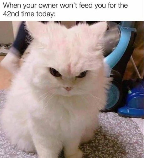 Where is mah food hooman.!