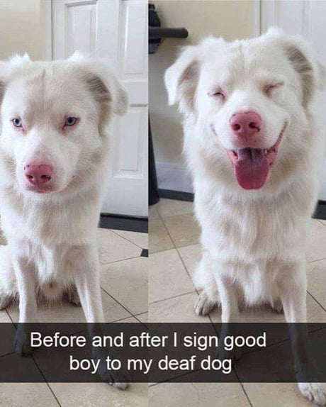 The best good boy.