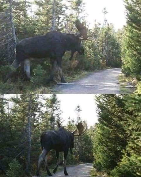 moose height