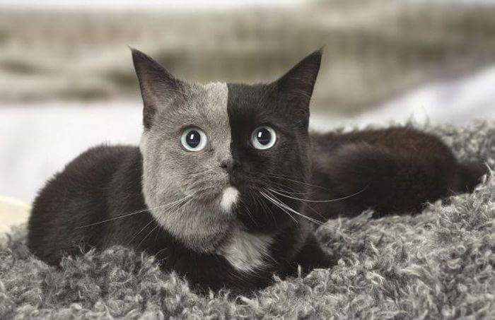 The Douleface cate