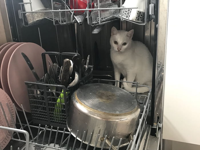 When you wash your black cat in the dishwasher