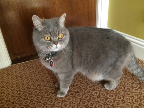 Sweetest Hotel Cat In Ireland What Breed Is He 9gag