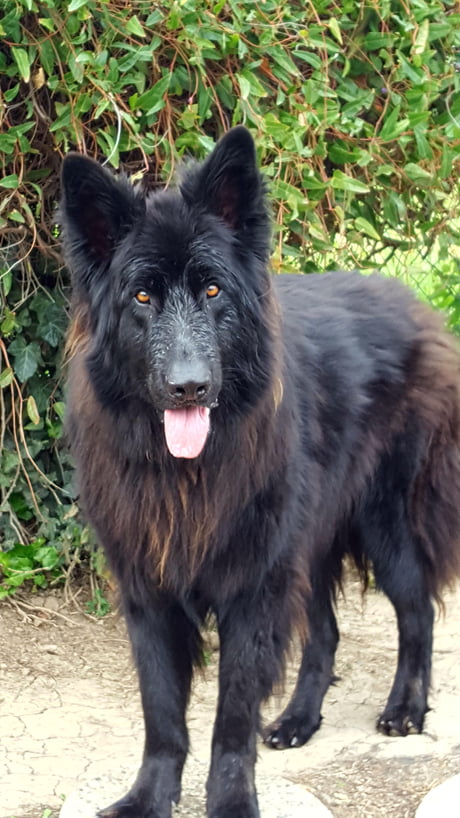 German Shepard Newfoundland Mix He S The Sweetest Big Boy 9gag