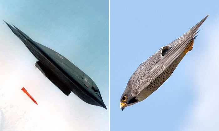 Peregrine Falcon Looks Like A B 2 Bomber As It Dives Towards The Earth 