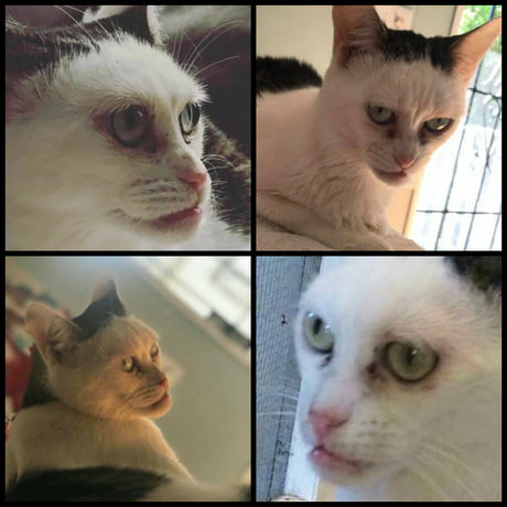 This cat looks like Steve Buscemi. 9GAG