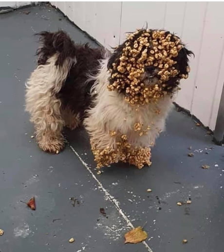 Dog in outlet cereal box