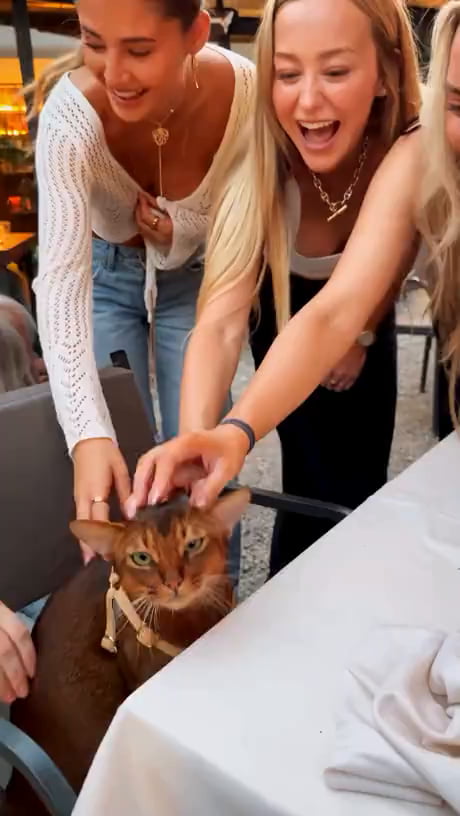 Can I pet your kitties?
