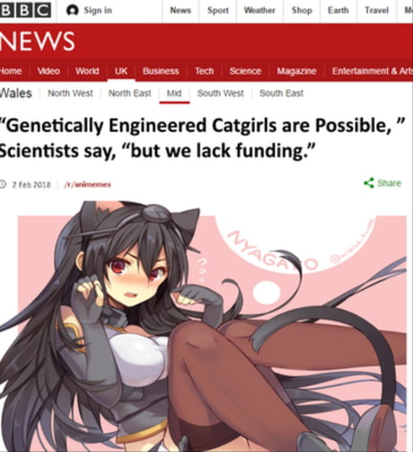 Genetically engineered catgirls for domestic ownership - 9GAG