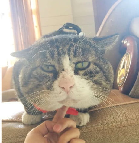 Chonky Cat Wins Hearts With His Dramatically Dumb Look - 9GAG