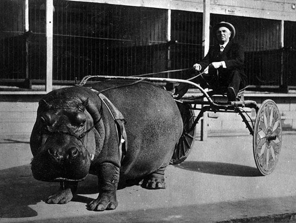 Don't mind. Just your mother pulling a carriage