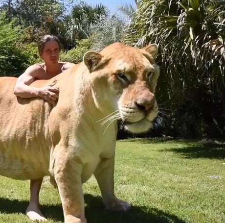 Liger world's deals biggest cat