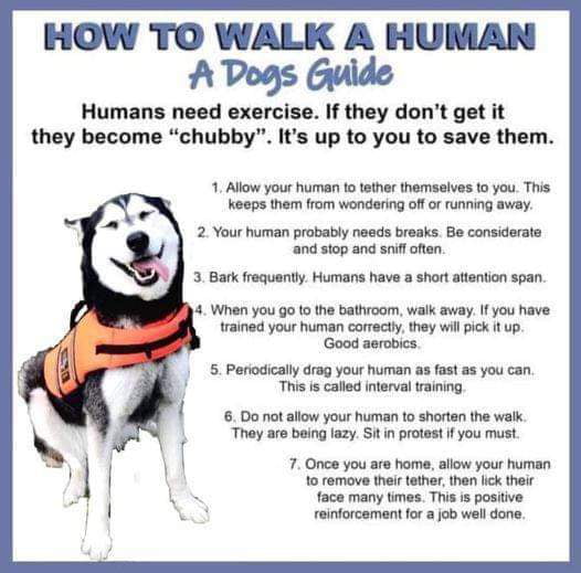 how-to-walk-your-human-9gag