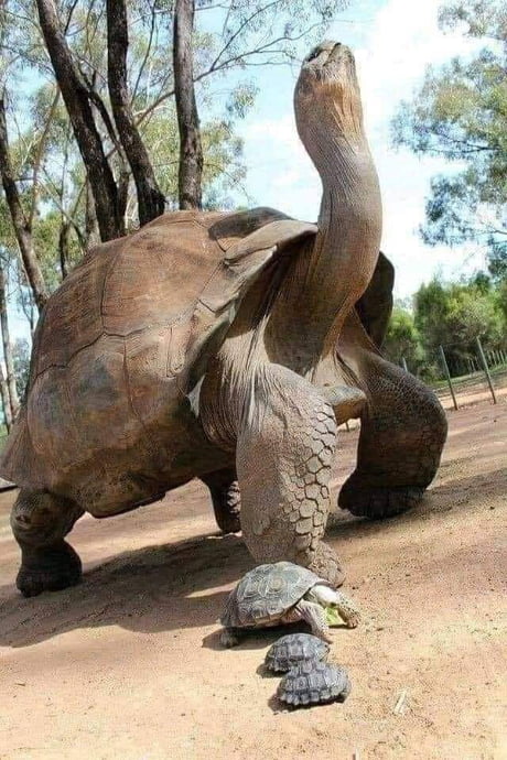 Born in 1832, Jonathan the Seychelles giant tortoise, is now on the cusp of  turning 190 in 2022. This makes him the oldest living land animal. - 9GAG