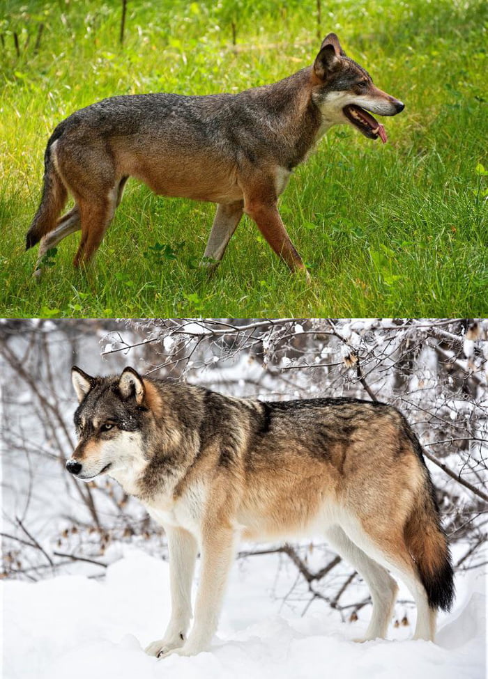 European Wolf Summer Coat vs Winter Coat 9GAG