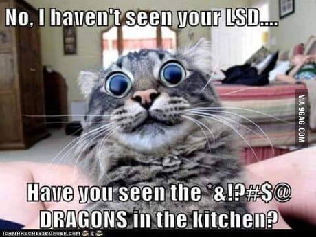Have You Seen The Dragons In The Kitchen 9gag