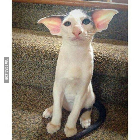 Dobby sales looking cat