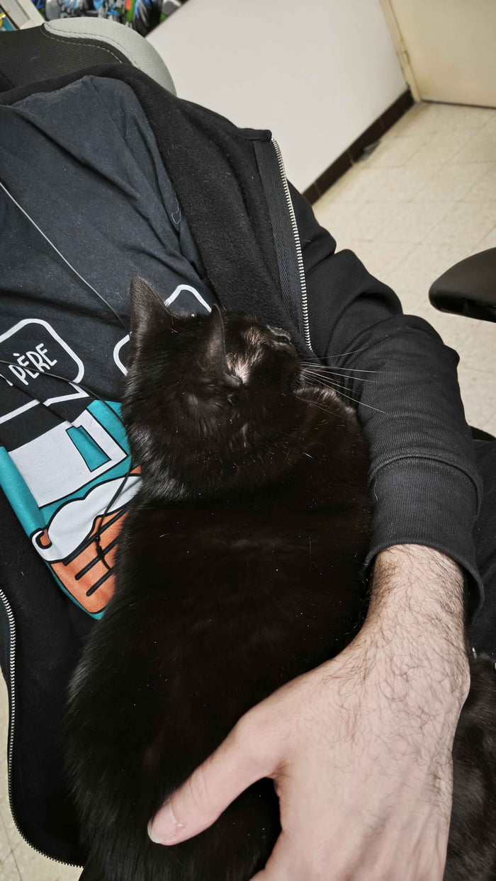 Been having my void, Bulma, for one year and a half now. She never sat on my lap until last week. Now, everyday, she comes for a cuddle, and falls asleep on my lap. I'm melting