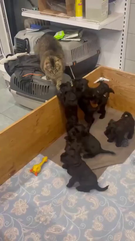 The cat knew exactly what he was getting into :-)