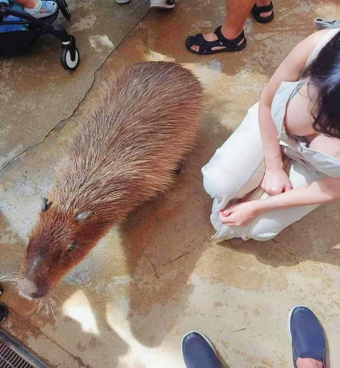 Nice Capybara