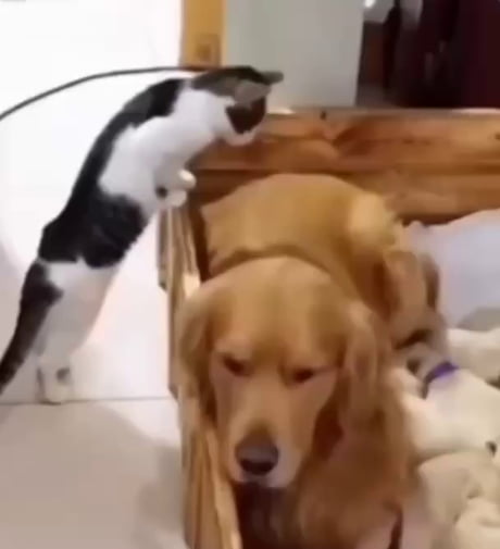 The cat climbed in to meet her dog friend's new babies.