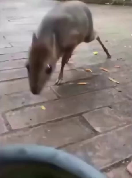 The mouse-deer (chevrotain), the worlds smallest hoofed animal.