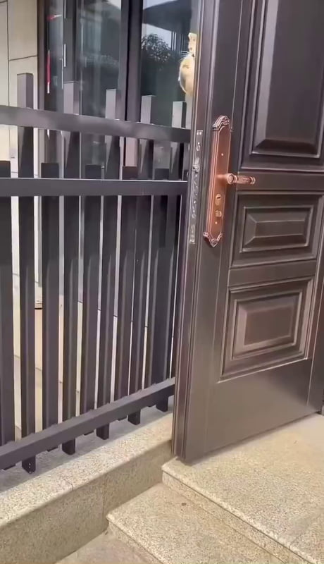 Mom cat brings her kitten to a person she trusts.
