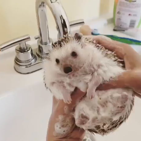 Washing my spiky ball