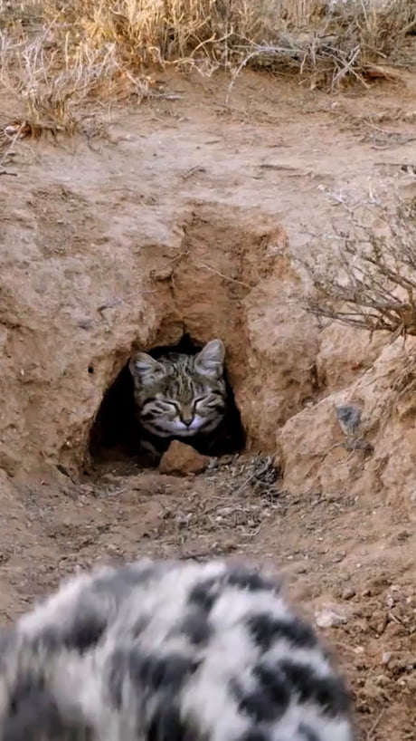This little kitty has a 60% kill rate...