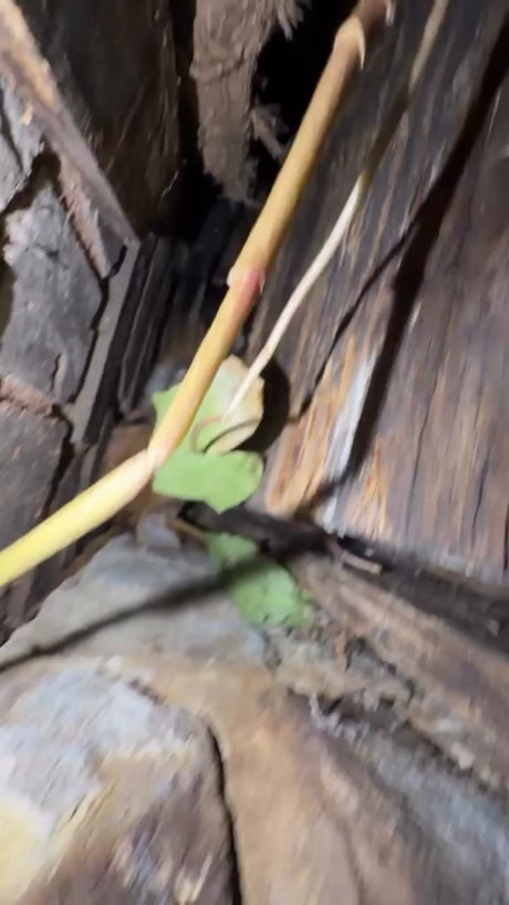Stuck fox rescue. [2m39s]