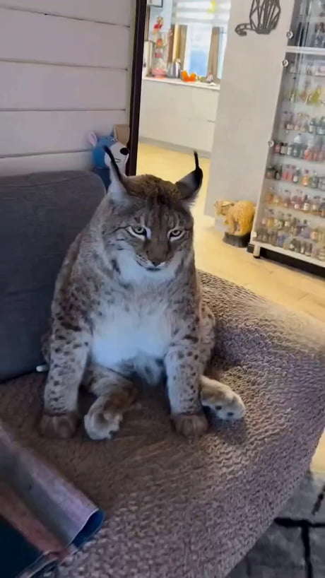 Fluffy Bob