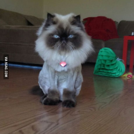 cat uggs