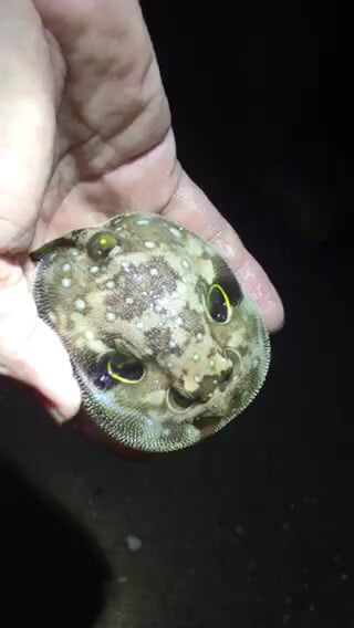 What sea creature is this? Wait for it...