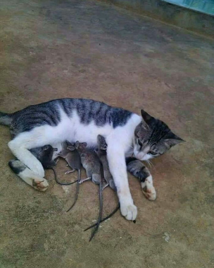 Interspecies Breastfeeding