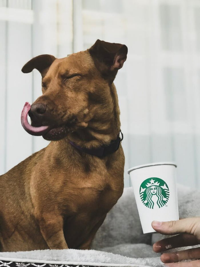 Our new pupper getting her first puppuccino