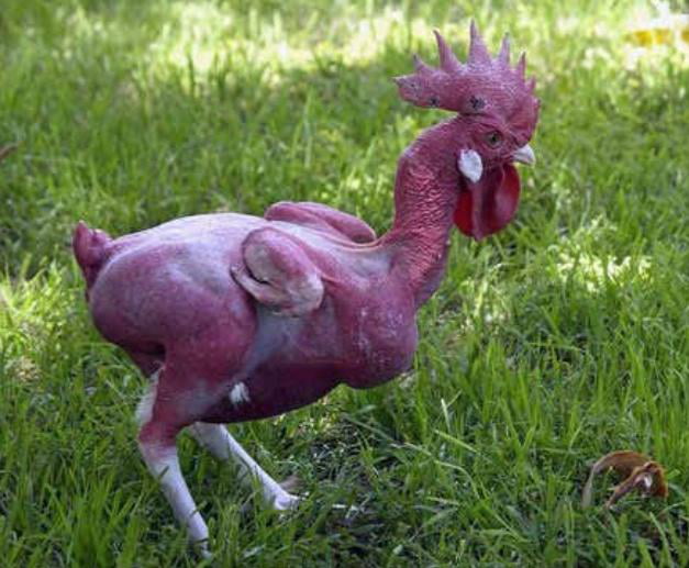 The featherless chicken is considered a rare, exotic breed. They are a ...