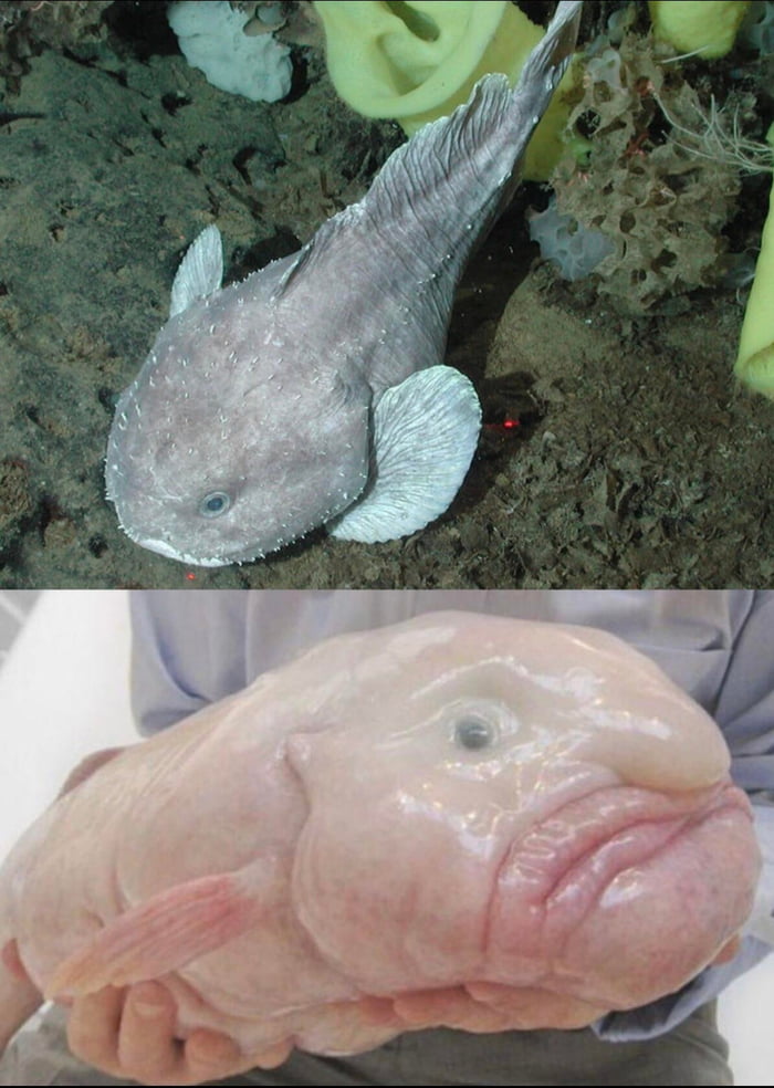 'Blobfish' what it looks like in its deep sea environment vs what it