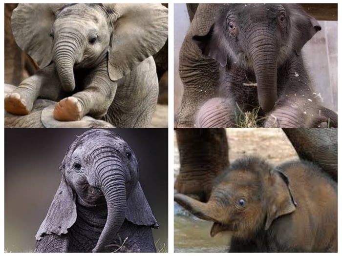 Baby African elephant vs baby Asian elephant. - 9GAG