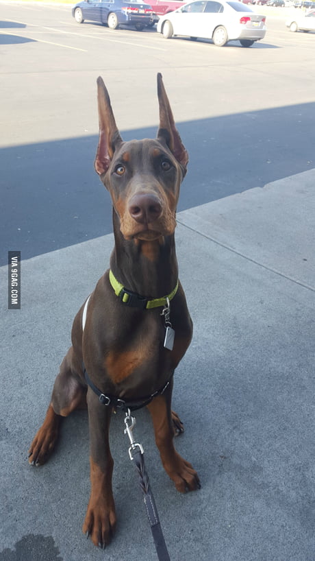 doberman small size