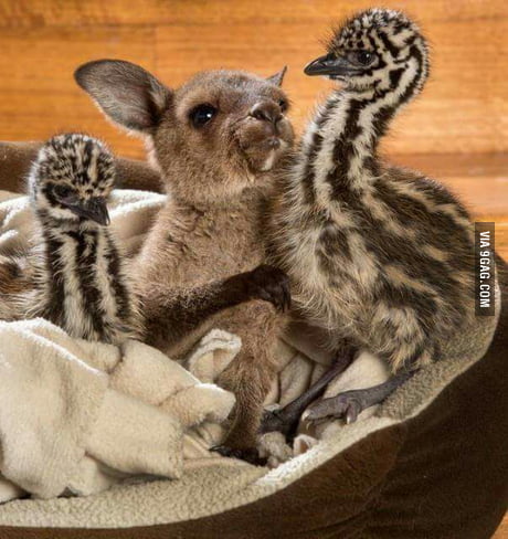 Joey And Baby Emu Friends Sooo Kawaii 9gag