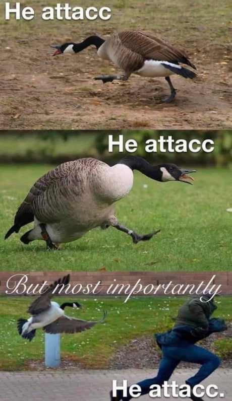 Best 30 Canada Goose Fun On 9gag