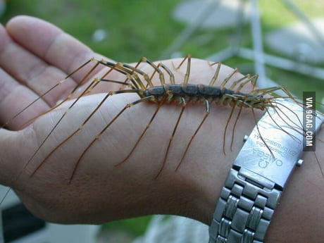 The House Centipede In My Opinion This Is The Ultimate Nope - 9gag