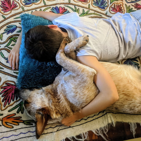 Australian Cattle Dogs Prefer Not To Cuddle Exceptions Are Made 9gag